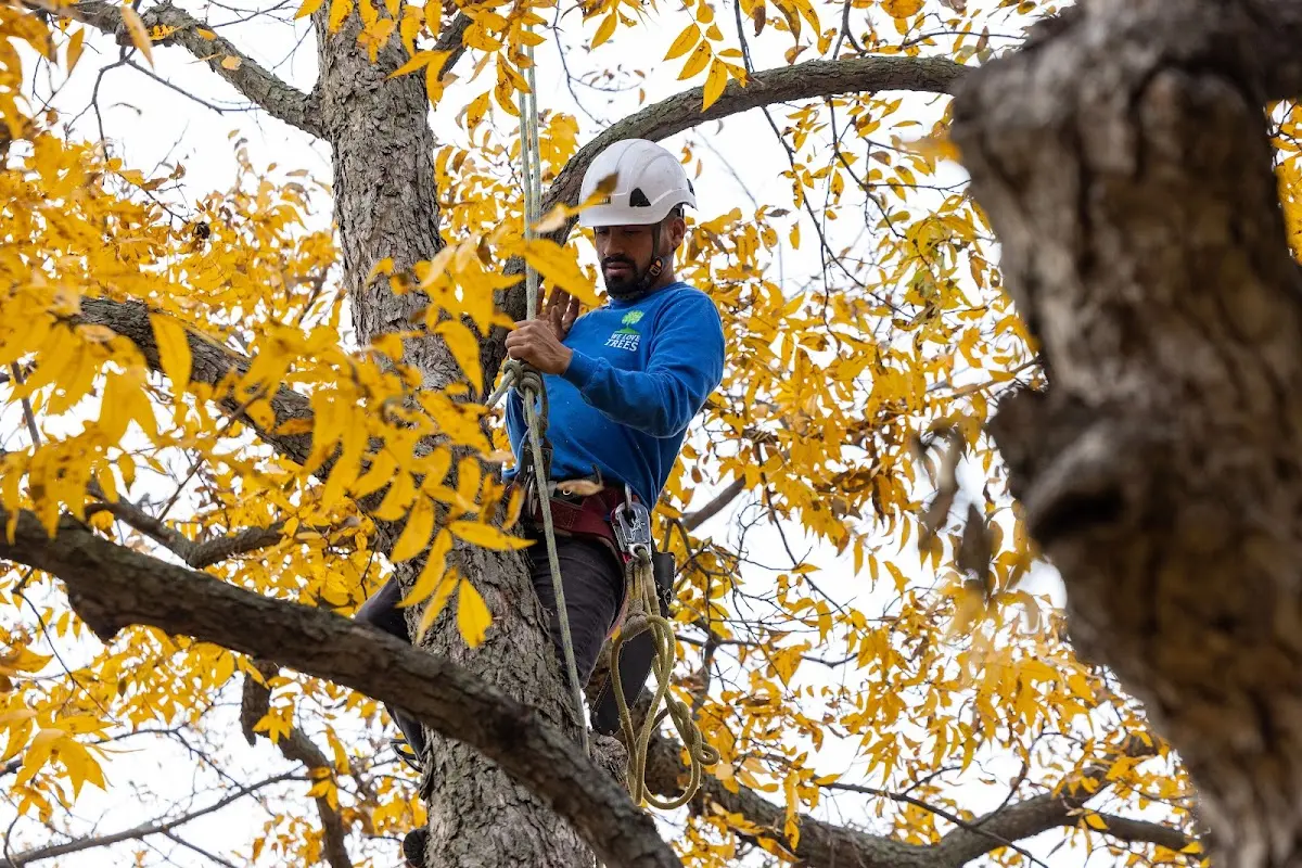 Skilled Tree Trimming crew working in Utica